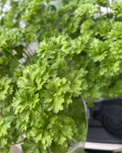 Vikentomater | Blandade färska kryddor