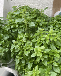 Vikentomater | Blandade färska kryddor