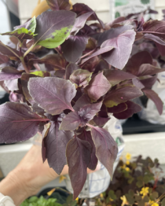 Vikentomater | Blandade färska kryddor