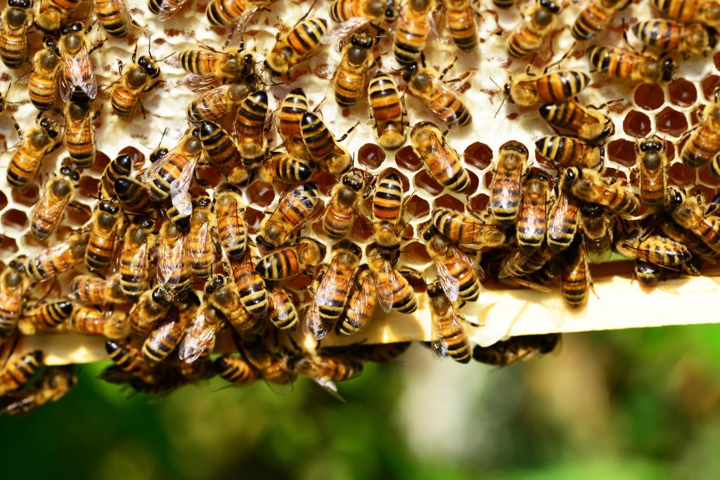 Veckans leverantör hos Vikentomater: Lillgårdens Bi och Trädgård