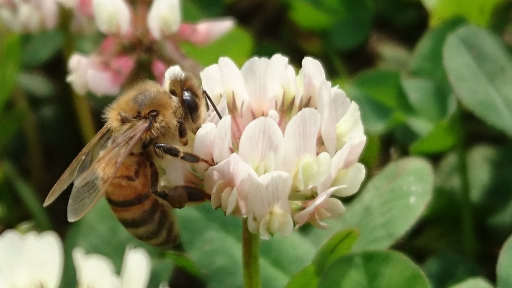 Hur nyttigt är honung? | Matprat hos Vikentomater